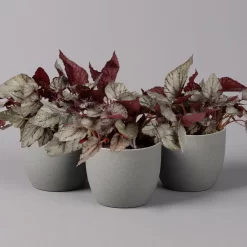 Blattbegonie 'Maori Haze', Topf-Ø 12 Cm, Höhe Ca. 25 Cm, 3er-Set