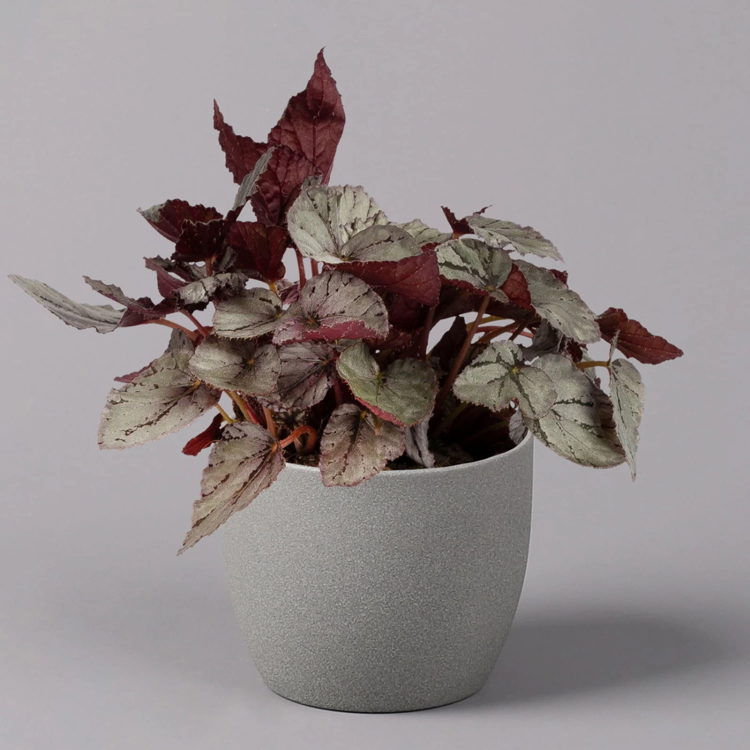 Blattbegonie 'Maori Haze', Topf-Ø 12 Cm, Höhe Ca. 25 Cm, 3er-Set 2 Blattbegonie 'Maori Haze', Topf-Ø 12 Cm, Höhe Ca. 25 Cm, 3er-Set – Bild 2