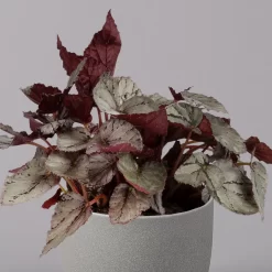 Blattbegonie 'Maori Haze', Topf-Ø 12 Cm, Höhe Ca. 25 Cm, 3er-Set 7 Blattbegonie 'Maori Haze', Topf-Ø 12 Cm, Höhe Ca. 25 Cm, 3er-Set -Gartengeschäft 0210900314 Blattbegonie Maori Haze 3er Set 3