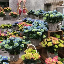 Hortensie 'Leuchtfeuer', Busch, Rot, Topf-Ø 23 Cm, Höhe Ca. 50 Cm -Gartengeschäft 021130 hydrangea