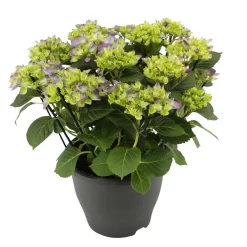 Hortensie 'Early Blue', Busch, Topf-Ø 23 Cm, Höhe Ca. 50 Cm