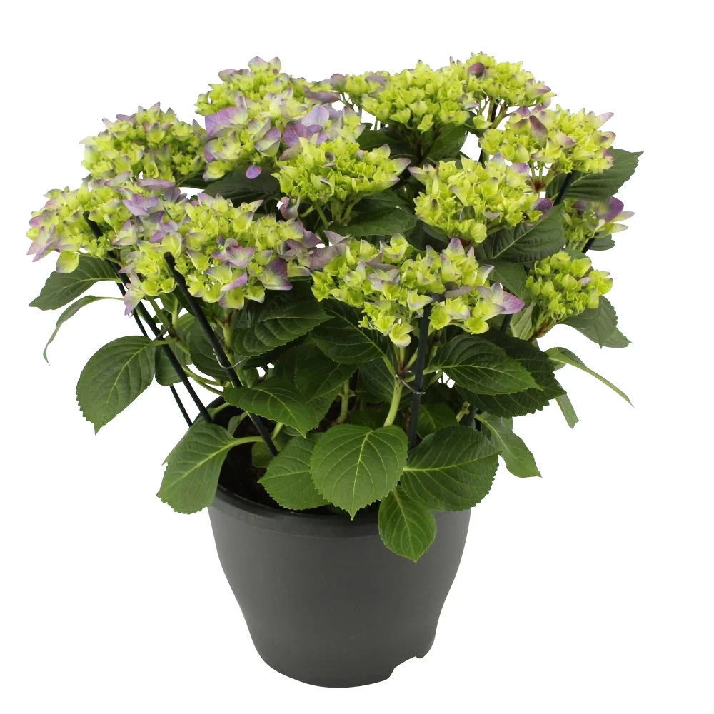 Hortensie 'Early Blue', Busch, Topf-Ø 23 Cm, Höhe Ca. 50 Cm 1 Hortensie 'Early Blue', Busch, Topf-Ø 23 Cm, Höhe Ca. 50 Cm