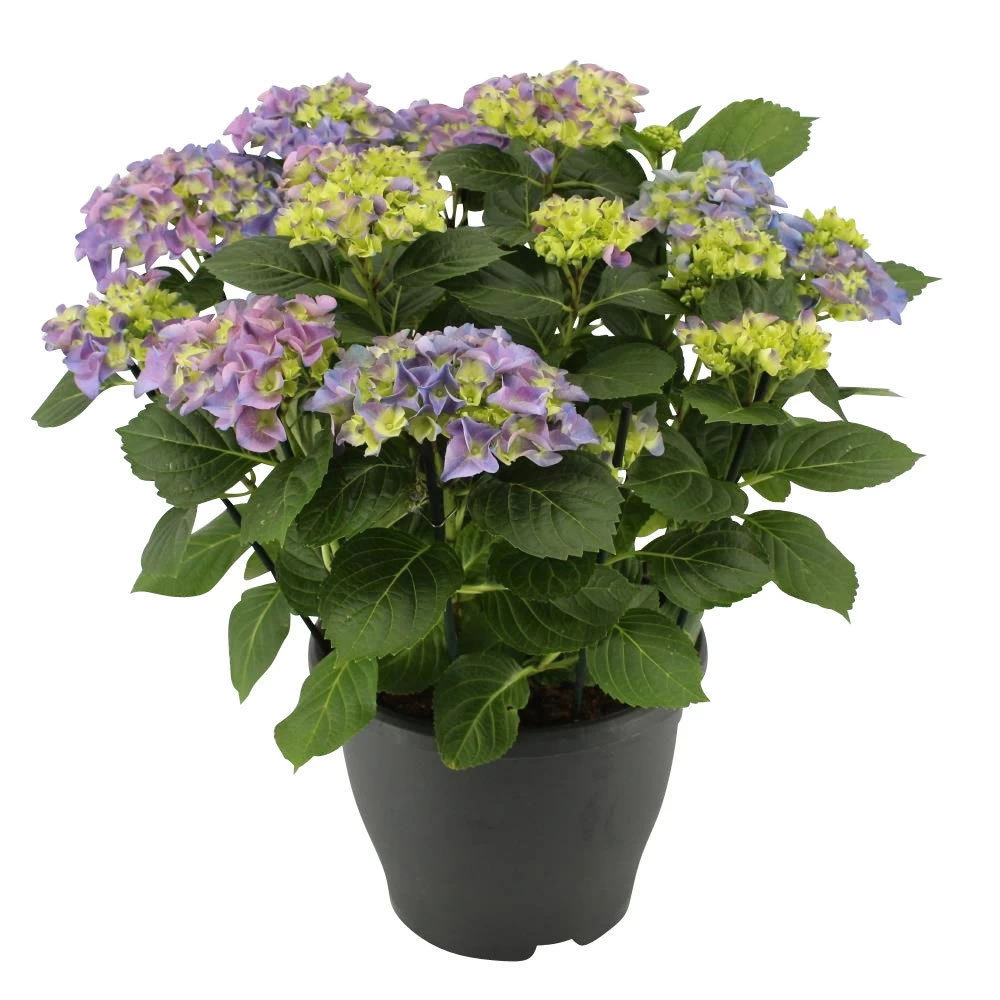 Hortensie 'Early Blue', Busch, Topf-Ø 23 Cm, Höhe Ca. 50 Cm 2 Hortensie 'Early Blue', Busch, Topf-Ø 23 Cm, Höhe Ca. 50 Cm – Bild 2