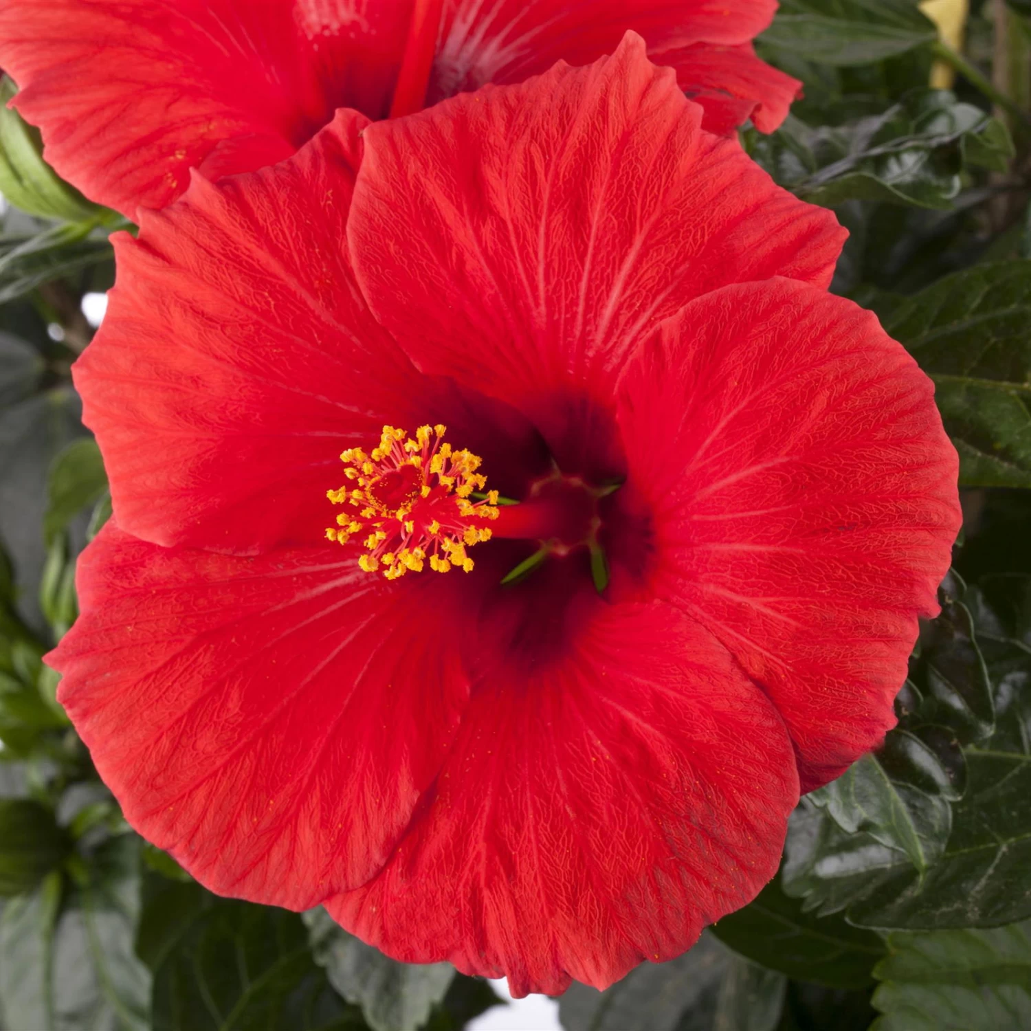 Hibiskus, Rot, In Keramiktopf Dallas Anthrazit, Topf-Ø 13 Cm, 2er-Set 5 Hibiskus, Rot, In Keramiktopf Dallas Anthrazit, Topf-Ø 13 Cm, 2er-Set – Bild 5