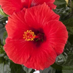 Hibiskus, Rot, Mit Keramiktopf Dallas Weiß, Topf-Ø 13 Cm, Höhe Ca. 35 Cm -Gartengeschäft 0213100214 0213100215 0213100216 0213100229 0213100230 Hibiscus rot 1