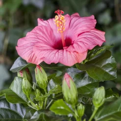 Hibiskus, Rosa, Mit Keramiktopf Dallas Weiß, Topf-Ø 13 Cm, Höhe Ca. 35 Cm -Gartengeschäft 0213100217 0213100218 0213100219 0213100231 0213100232 Hibiscus rosa 1