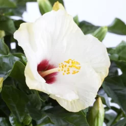 Hibiskus, Weiß, Mit Keramiktopf Dallas Weiß, Topf-Ø 13 Cm, 2er-Set -Gartengeschäft 0213100220 0213100221 0213100222 0213100233 0213100234 Hibiscus weiss 1