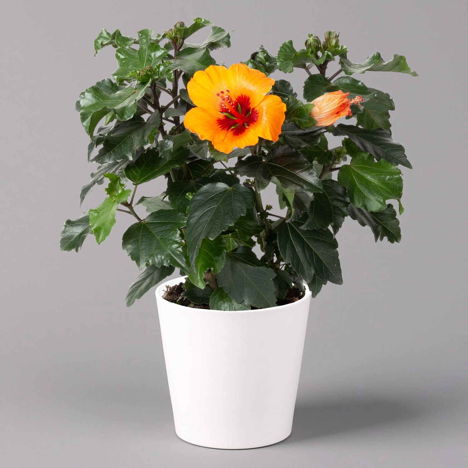 Hibiskus, Graff® 'Petit Orange', Mit Keramiktopf Dallas Weiß, Topf-Ø 13 Cm 1 Hibiskus, Graff® 'Petit Orange', Mit Keramiktopf Dallas Weiß, Topf-Ø 13 Cm