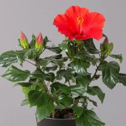 Hibiskus, Rot, In Keramiktopf Dallas Anthrazit, Topf-Ø 13 Cm, 2er-Set 11 Hibiskus, Rot, In Keramiktopf Dallas Anthrazit, Topf-Ø 13 Cm, 2er-Set -Gartengeschäft 0213100230 Hibiscus rot Topf Dallas anthrazit 2