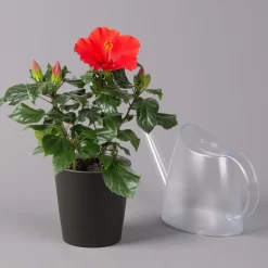 Hibiskus, Rot, In Keramiktopf Dallas Anthrazit, Topf-Ø 13 Cm, 2er-Set 12 Hibiskus, Rot, In Keramiktopf Dallas Anthrazit, Topf-Ø 13 Cm, 2er-Set -Gartengeschäft 0213100230 Hibiscus rot Topf Dallas anthrazit 3