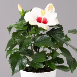 Hibiskus, Weiß, Mit Keramiktopf Dallas Weiß, Topf-Ø 13 Cm, 2er-Set -Gartengeschäft 0213100233 Hibiscus weiss Topf Dallas weiss 2