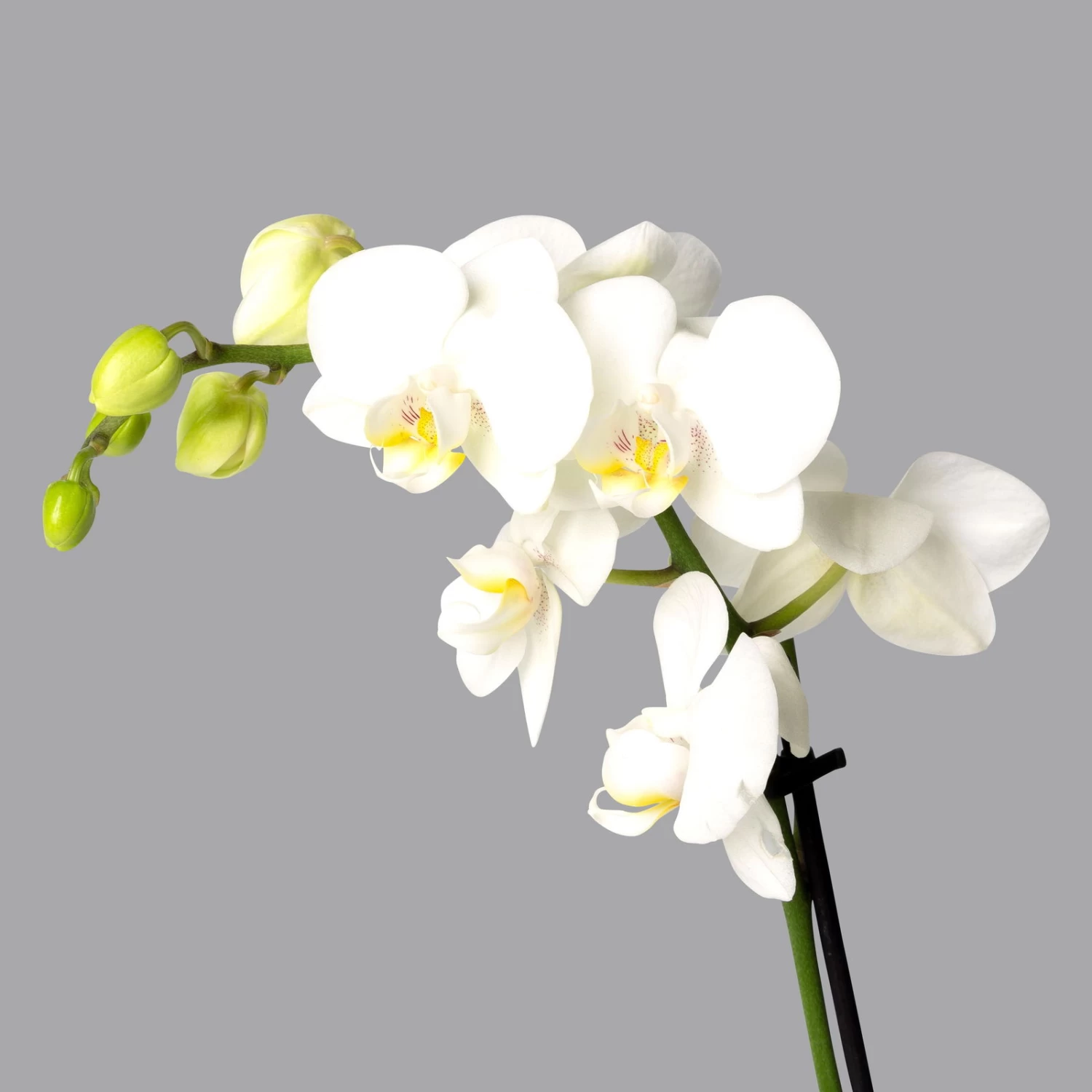 Schmetterlingsorchidee, Inkl. Keramiktopf, Weiß, Topf-Ø 12 Cm, Höhe Ca. 50 Cm 2 Schmetterlingsorchidee, Inkl. Keramiktopf, Weiß, Topf-Ø 12 Cm, Höhe Ca. 50 Cm – Bild 2