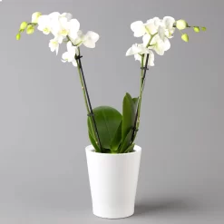 Schmetterlingsorchidee, Inkl. Keramiktopf, Weiß, Topf-Ø 12 Cm, Höhe Ca. 50 Cm
