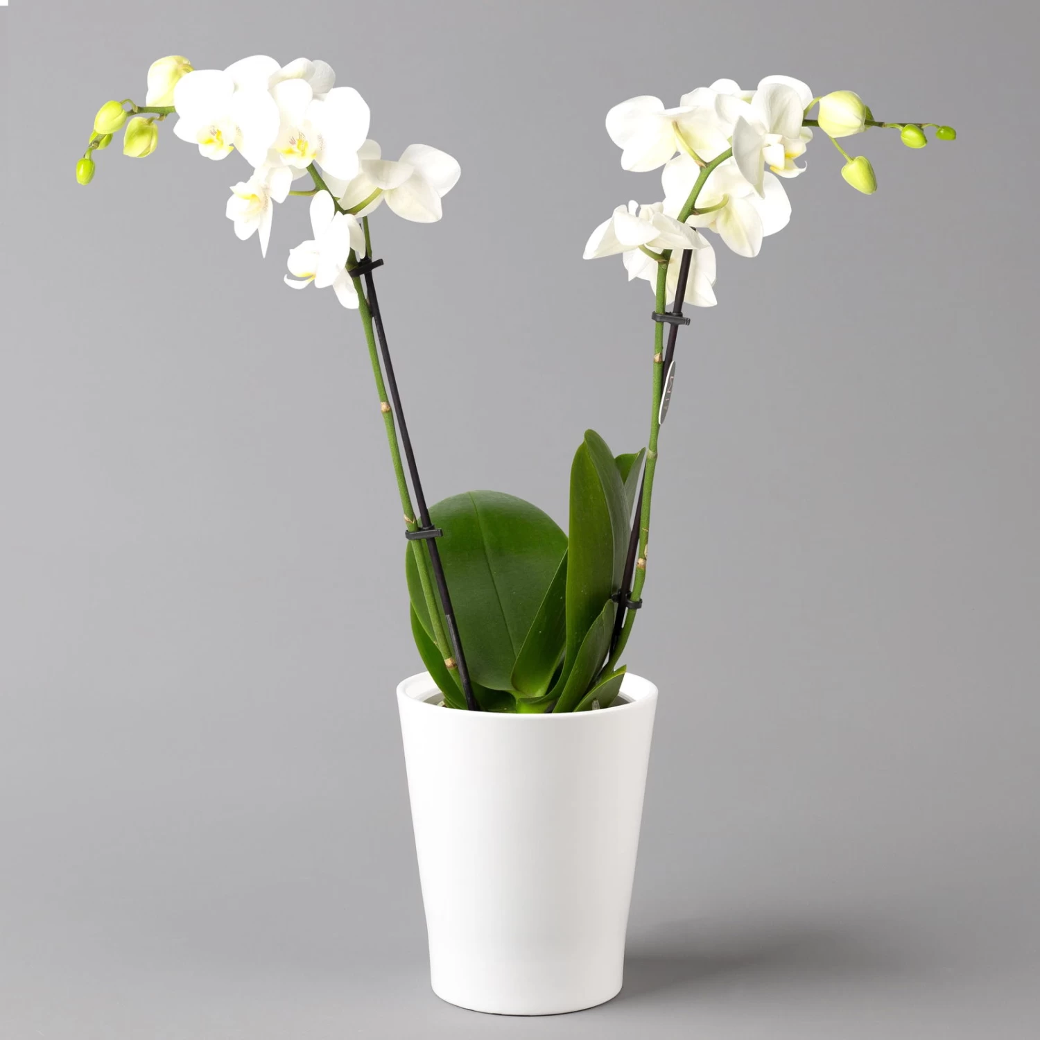 Schmetterlingsorchidee, Inkl. Keramiktopf, Weiß, Topf-Ø 12 Cm, Höhe Ca. 50 Cm 1 Schmetterlingsorchidee, Inkl. Keramiktopf, Weiß, Topf-Ø 12 Cm, Höhe Ca. 50 Cm