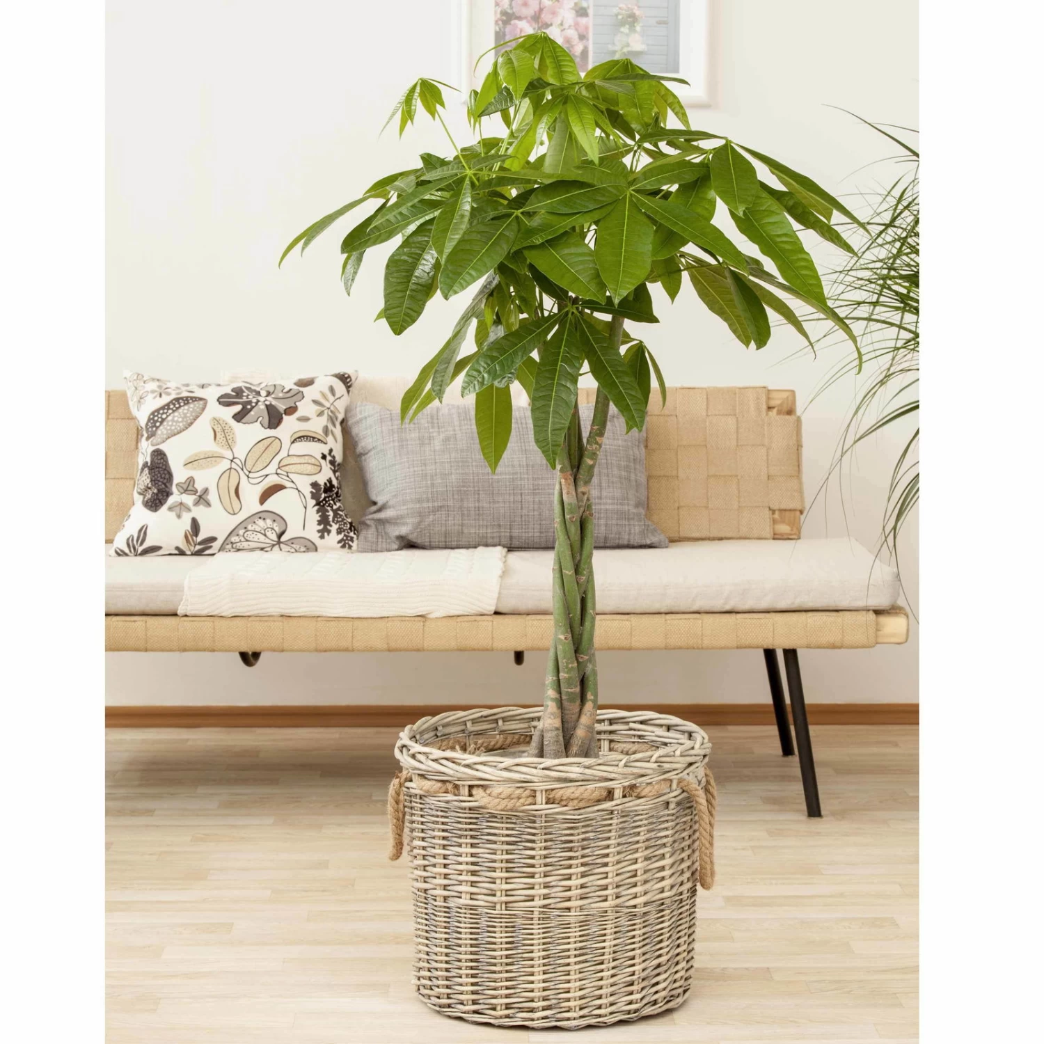 Glückskastanie, Topf-Ø 27 Cm, Höhe Ca. 150 Cm 4 Glückskastanie, Topf-Ø 27 Cm, Höhe Ca. 150 Cm – Bild 4