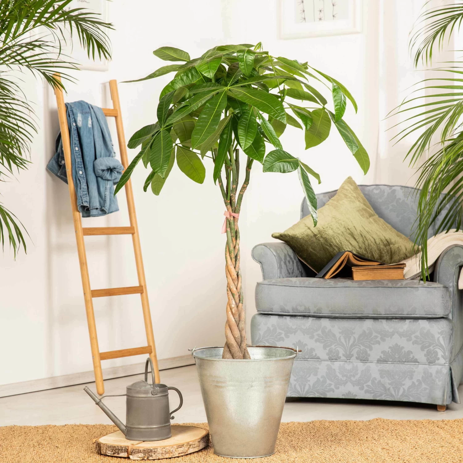 Glückskastanie, Topf-Ø 27 Cm, Höhe Ca. 150 Cm 1 Glückskastanie, Topf-Ø 27 Cm, Höhe Ca. 150 Cm