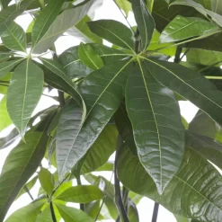 Glückskastanie, Topf-Ø 27 Cm, Höhe Ca. 150 Cm 8 Glückskastanie, Topf-Ø 27 Cm, Höhe Ca. 150 Cm -Gartengeschäft 022010 glueckskastanie pachira aquatica