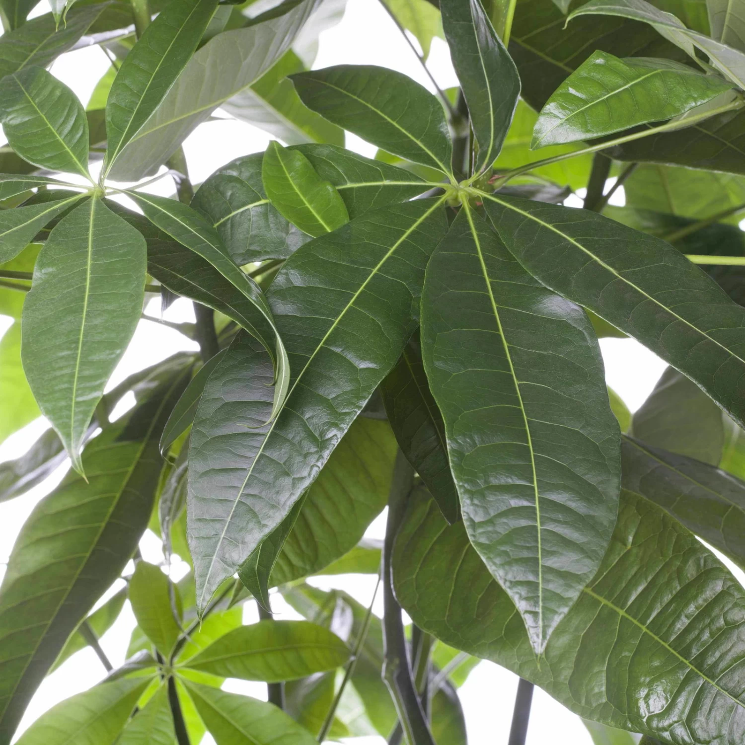 Glückskastanie, Topf-Ø 27 Cm, Höhe Ca. 150 Cm 3 Glückskastanie, Topf-Ø 27 Cm, Höhe Ca. 150 Cm – Bild 3