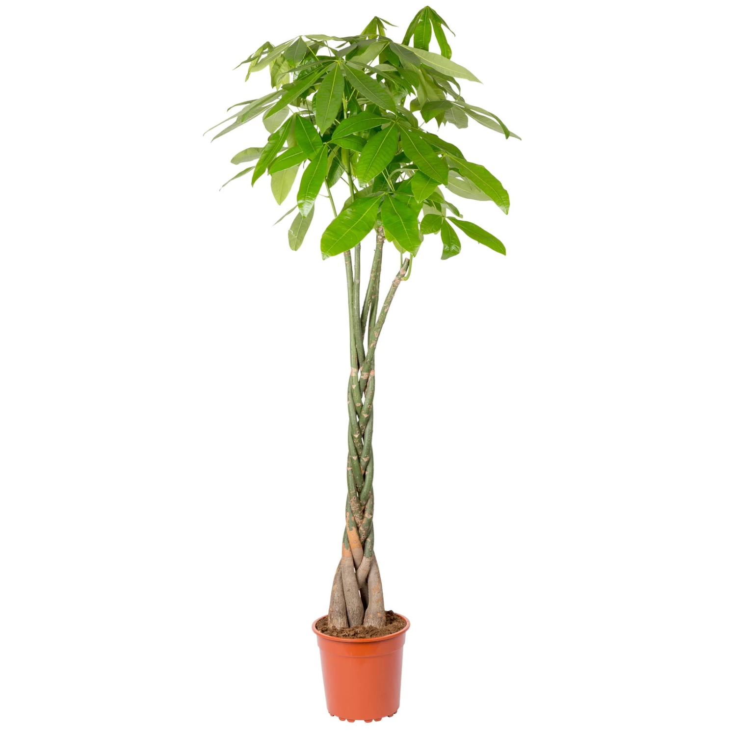 Glückskastanie, Topf-Ø 27 Cm, Höhe Ca. 150 Cm 2 Glückskastanie, Topf-Ø 27 Cm, Höhe Ca. 150 Cm – Bild 2