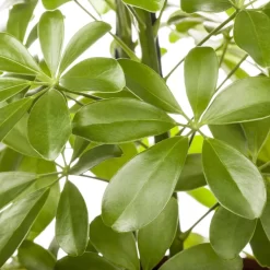 Schefflera Arboricola 'Nora', Topf-Ø 21 Cm, Höhe Ca. 55 Cm 7 Schefflera Arboricola 'Nora', Topf-Ø 21 Cm, Höhe Ca. 55 Cm -Gartengeschäft 0220106951 Schefflera arbor Nora