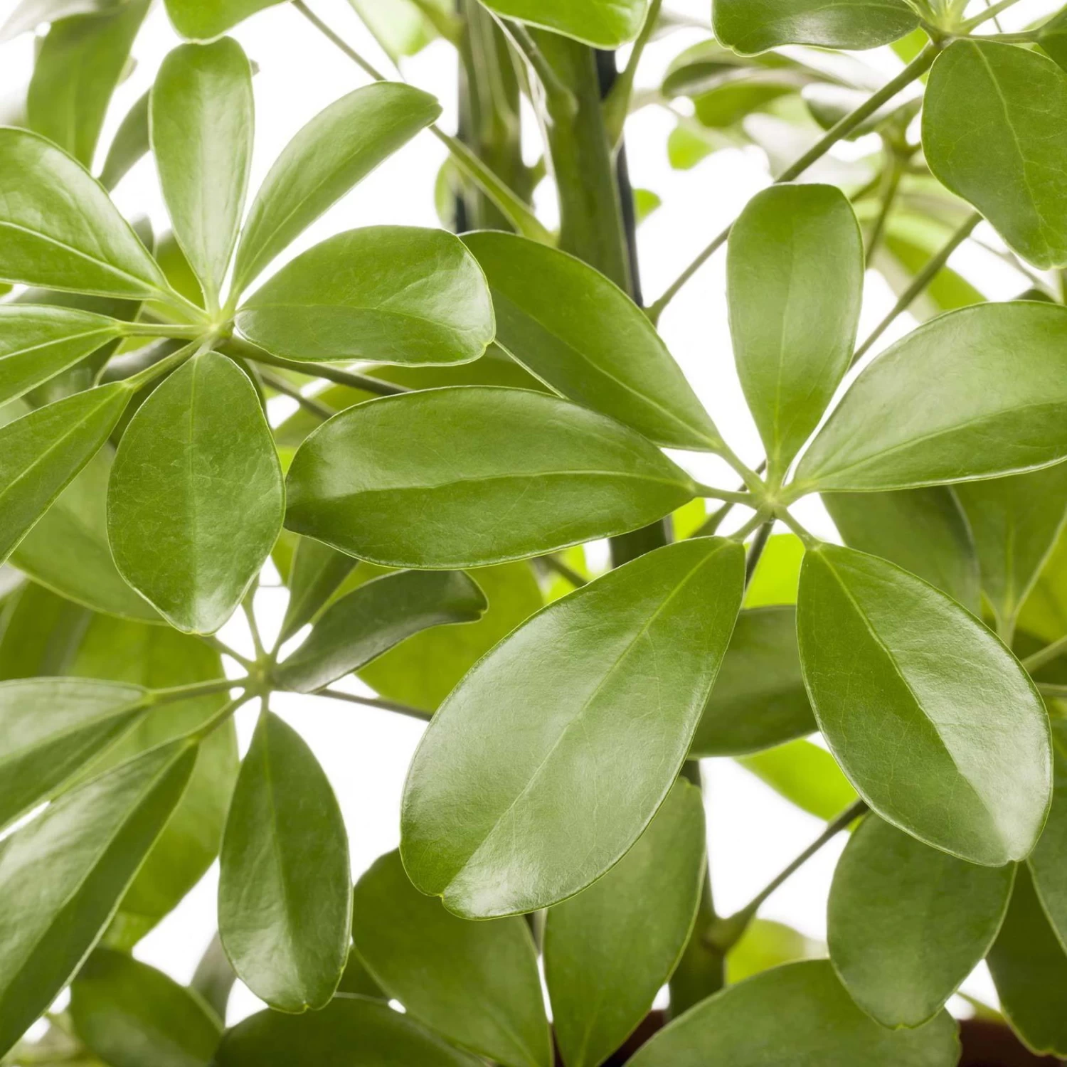 Schefflera Arboricola 'Nora', Topf-Ø 21 Cm, Höhe Ca. 55 Cm 3 Schefflera Arboricola 'Nora', Topf-Ø 21 Cm, Höhe Ca. 55 Cm – Bild 3