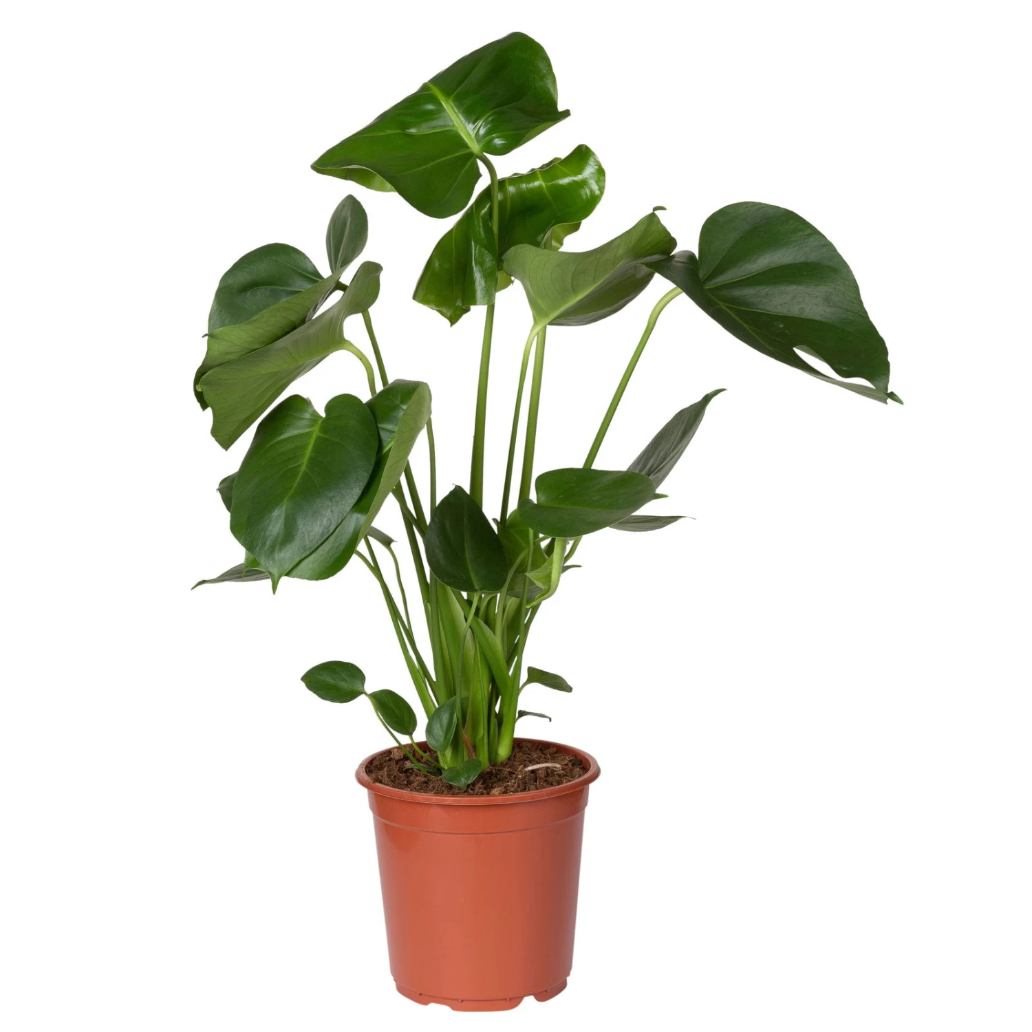 Monstera Deliciosa, Topf-Ø 21 Cm, Höhe Ca. 50-70 Cm 4 Monstera Deliciosa, Topf-Ø 21 Cm, Höhe Ca. 50-70 Cm – Bild 4
