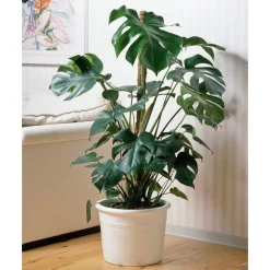 Monstera Deliciosa, Topf-Ø 21 Cm, Höhe Ca. 50-70 Cm 8 Monstera Deliciosa, Topf-Ø 21 Cm, Höhe Ca. 50-70 Cm -Gartengeschäft 0220107660 Monstera Busch
