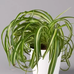 Grünlilie 'Bonnie' Mit Keramiktopf Dallas Weiß, Topf-Ø 12 Cm, 2er-Set -Gartengeschäft 0220108252 Chlorophyt Bonnie in Topf Dallas weiss 2