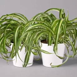 Grünlilie 'Bonnie' Mit Keramiktopf Dallas Weiß, Topf-Ø 12 Cm, 2er-Set