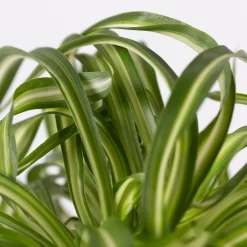 Grünlilie 'Bonnie' Mit Keramiktopf Dallas Weiß, Topf-Ø 12 Cm, 2er-Set -Gartengeschäft 0220108252 Chlorophyt Bonnie in Topf Dallas weiss 4