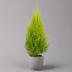 Zimmerzypresse 'Goldcrest', Pyramide, Topf-Ø 17 Cm, 2er-Set 7 Zimmerzypresse 'Goldcrest', Pyramide, Topf-Ø 17 Cm, 2er-Set -Gartengeschäft 0220108502 Cupressus Pyramide 17cm 2er Set1 116549