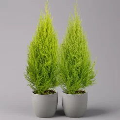 Zimmerzypresse 'Goldcrest', Pyramide, Topf-Ø 17 Cm, 2er-Set