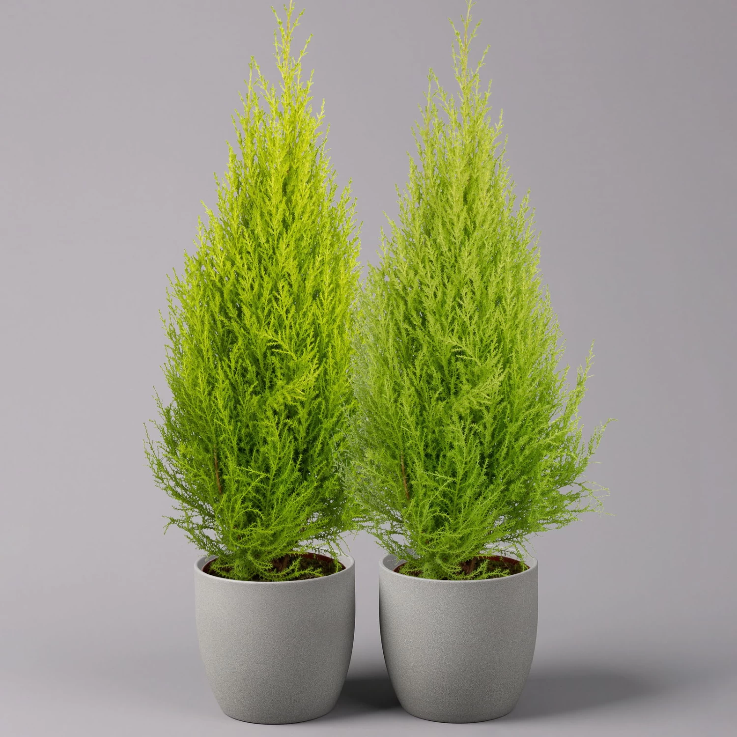 Zimmerzypresse 'Goldcrest', Pyramide, Topf-Ø 17 Cm, 2er-Set 1 Zimmerzypresse 'Goldcrest', Pyramide, Topf-Ø 17 Cm, 2er-Set