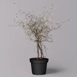 Zickzackstrauch, Topf-Ø 11 Cm, Höhe Ca. 20 Cm, 3er-Set