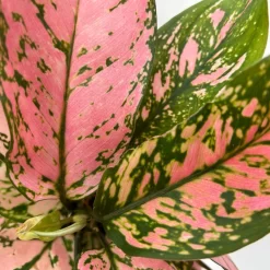 Aglaonema 'Pink', Topf-Ø 12 Cm -Gartengeschäft 0220108587 Aglaonema Pink 12cmT 10 125662