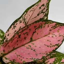 Aglaonema 'Pink', Topf-Ø 12 Cm -Gartengeschäft 0220108587 Aglaonema Pink 12cmT 11 125663