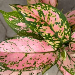 Aglaonema 'Pink', Topf-Ø 12 Cm -Gartengeschäft 0220108587 Aglaonema Pink 12cmT 8 125665