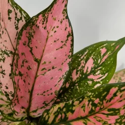 Aglaonema 'Pink', Topf-Ø 12 Cm -Gartengeschäft 0220108587 Aglaonema Pink 12cmT 9 125664