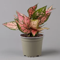 Aglaonema 'Pink', Topf-Ø 12 Cm -Gartengeschäft 0220108587 Aglaonema Pink 12cmT f 126184