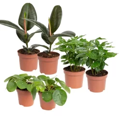 Grünpflanzen Trend-Mix, Aufrecht Wachsend , Topf 12 Cm Ø