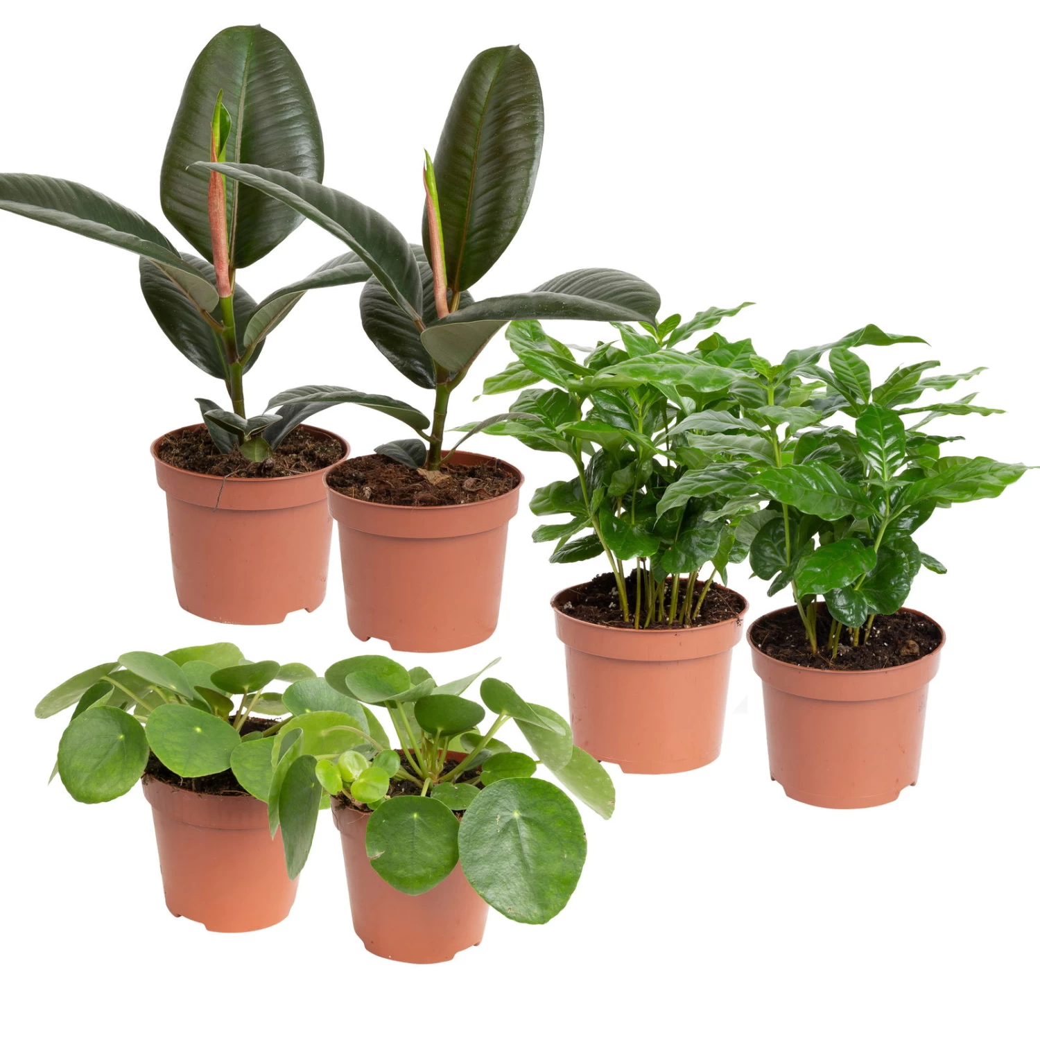 Grünpflanzen Trend-Mix, Aufrecht Wachsend , Topf 12 Cm Ø 1 Grünpflanzen Trend-Mix, Aufrecht Wachsend , Topf 12 Cm Ø