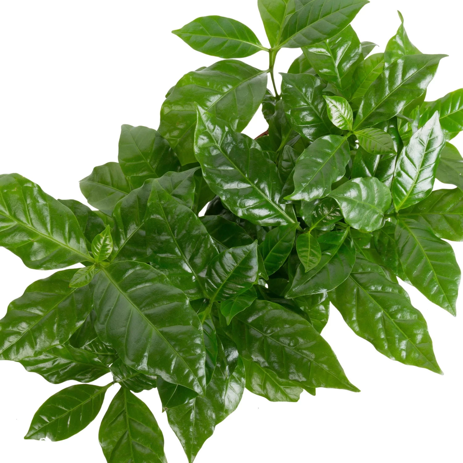 Grünpflanzen Trend-Mix, Aufrecht Wachsend , Topf 12 Cm Ø 4 Grünpflanzen Trend-Mix, Aufrecht Wachsend , Topf 12 Cm Ø – Bild 4