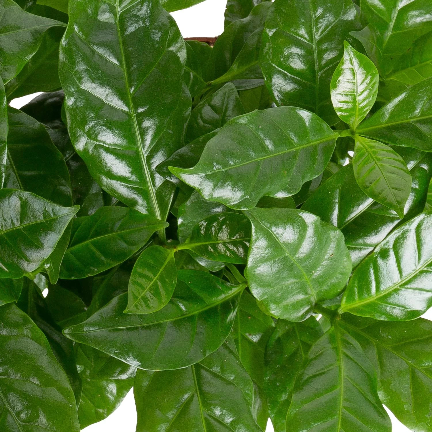 Grünpflanzen Trend-Mix, Aufrecht Wachsend , Topf 12 Cm Ø 5 Grünpflanzen Trend-Mix, Aufrecht Wachsend , Topf 12 Cm Ø – Bild 5