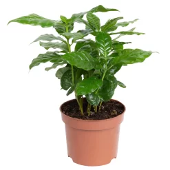 Grünpflanzen Trend-Mix, Aufrecht Wachsend , Topf 12 Cm Ø 16 Grünpflanzen Trend-Mix, Aufrecht Wachsend , Topf 12 Cm Ø -Gartengeschäft 0220150064 1 1