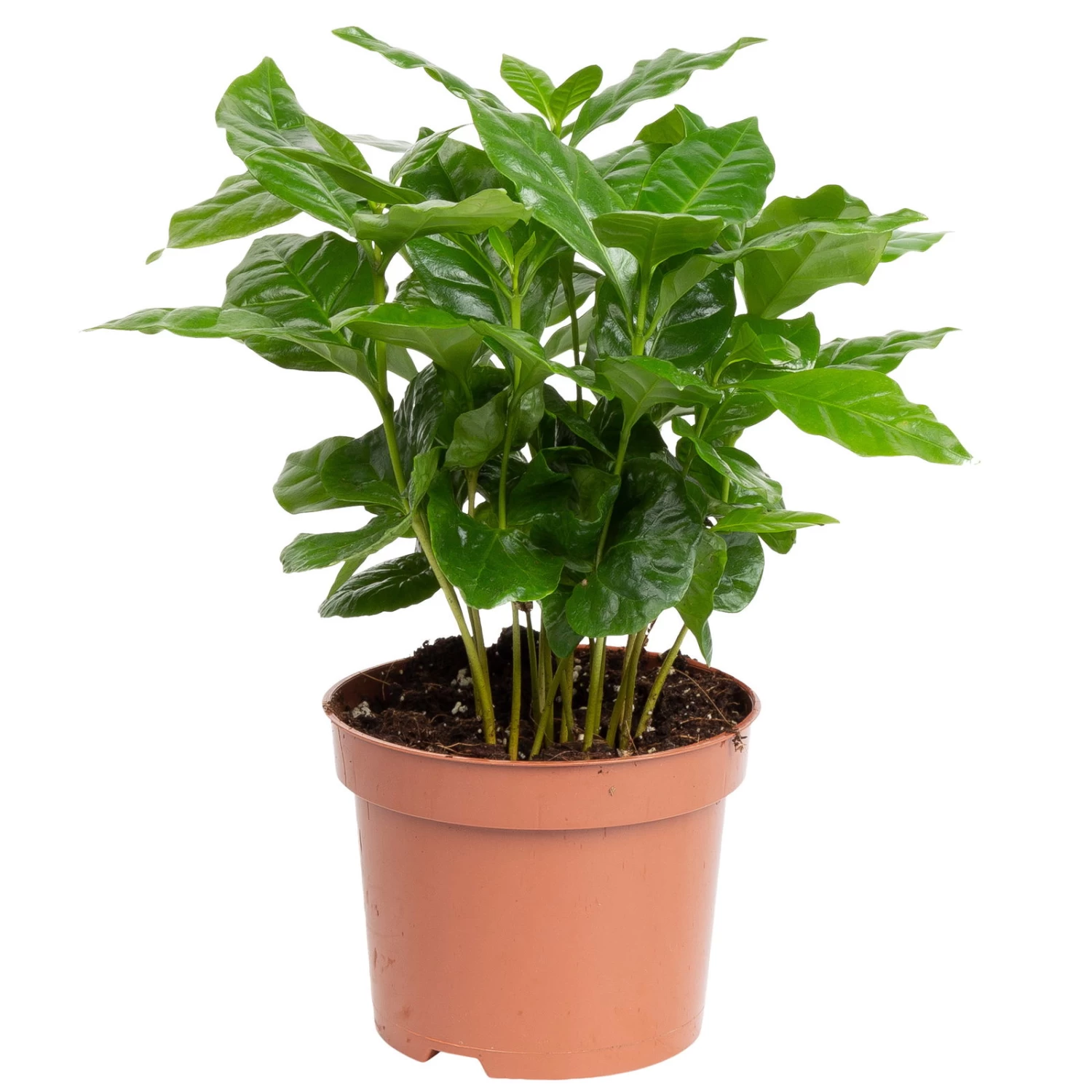 Grünpflanzen Trend-Mix, Aufrecht Wachsend , Topf 12 Cm Ø 2 Grünpflanzen Trend-Mix, Aufrecht Wachsend , Topf 12 Cm Ø – Bild 2