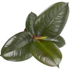 Grünpflanzen Trend-Mix, Aufrecht Wachsend , Topf 12 Cm Ø 25 Grünpflanzen Trend-Mix, Aufrecht Wachsend , Topf 12 Cm Ø -Gartengeschäft 0220150064 3