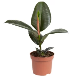 Grünpflanzen Trend-Mix, Aufrecht Wachsend , Topf 12 Cm Ø 24 Grünpflanzen Trend-Mix, Aufrecht Wachsend , Topf 12 Cm Ø -Gartengeschäft 0220150064 4