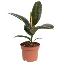 Grünpflanzen Trend-Mix, Aufrecht Wachsend , Topf 12 Cm Ø 23 Grünpflanzen Trend-Mix, Aufrecht Wachsend , Topf 12 Cm Ø -Gartengeschäft 0220150064 5