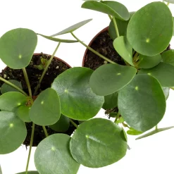 Grünpflanzen Trend-Mix, Aufrecht Wachsend , Topf 12 Cm Ø 22 Grünpflanzen Trend-Mix, Aufrecht Wachsend , Topf 12 Cm Ø -Gartengeschäft 0220150064 6