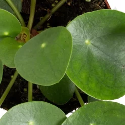 Grünpflanzen Trend-Mix, Aufrecht Wachsend , Topf 12 Cm Ø 21 Grünpflanzen Trend-Mix, Aufrecht Wachsend , Topf 12 Cm Ø -Gartengeschäft 0220150064 6 1